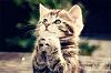 Click image for larger version. 

Name:	cute_praying_kitten.jpg 
Views:	229 
Size:	90.8 KB 
ID:	3646