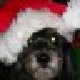 Name:  stanxmas.jpg
Views: 13083
Size:  3.8 KB