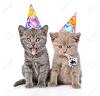 Click image for larger version. 

Name:	kittieshatimages.jpg 
Views:	2475 
Size:	6.1 KB 
ID:	4106