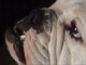 dogs2bird1's Avatar